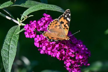 Butterfly sits on a flower in the garden in the courtyard of the house 