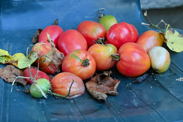 Freshly Picked Tomatoes Garden House — Stock Photo, Image