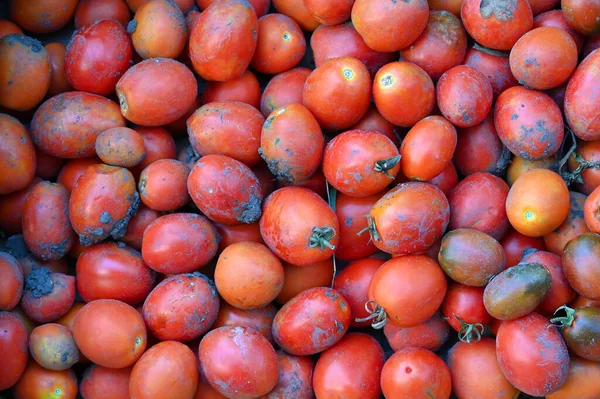 Freshly Picked Tomatoes Garden House — Stock Photo, Image