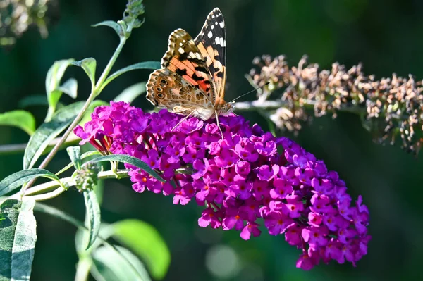 Butterfly sits on a flower in the garden in the courtyard of the house 