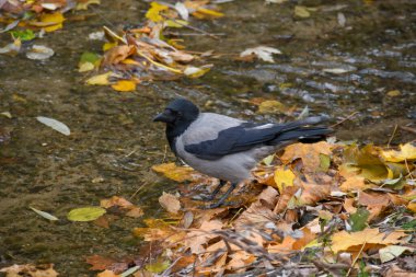 crow looking for sticks on the bank of a stream 