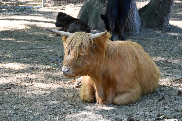 little bull is resting in the ranch yard 