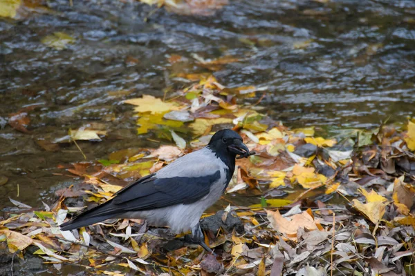 crow looking for sticks on the bank of a stream 