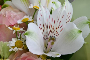 Papatya çiçekleri, güller ve alstromerya yakından çekildi 