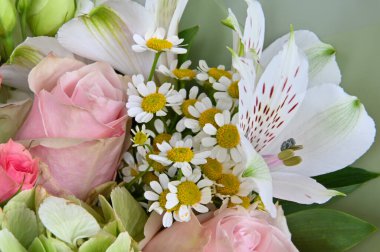 Papatya çiçekleri, güller ve alstromerya yakından çekildi 