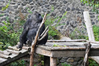 Büyük siyah maymun kahvaltıdan sonra dinleniyor. 