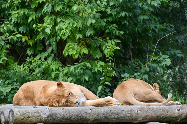 Львы Лежат Отдыхают Бревнах — стоковое фото