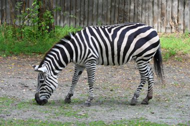 Zebra çiftlikte ot yiyor. 