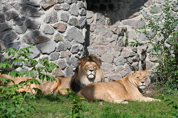 Löwe Und Löwin Liegen Der Sonne — Stockfoto