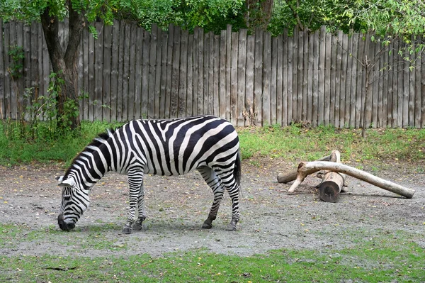 Zebra çiftlikte ot yiyor. 