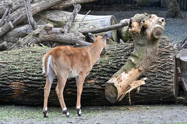 Antelope Mangia Erba Nella Fattoria — Foto Stock