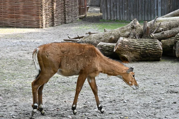 Antelope Mangia Erba Nella Fattoria — Foto Stock