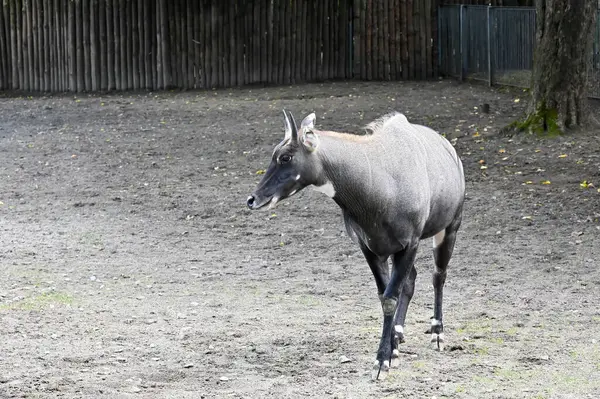 Antilope Nera Cammina Intorno Alla Fattoria — Foto Stock