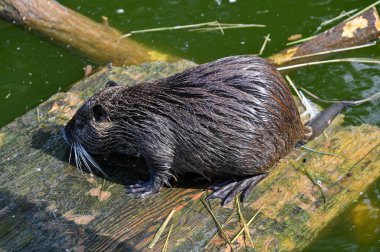 Nutria bir çiftlikteki göletin yanında oturuyor. 