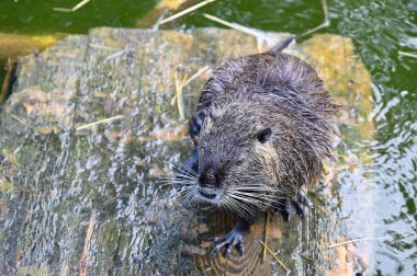 Nutria bir çiftlikteki göletin yanında oturuyor. 