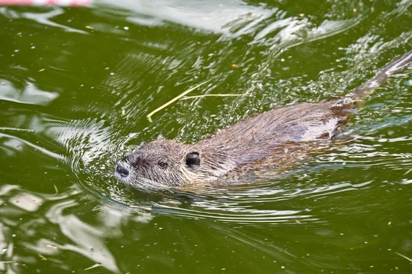 Nutria Zwemt Een Vijver Bij Boerderij — Stockfoto