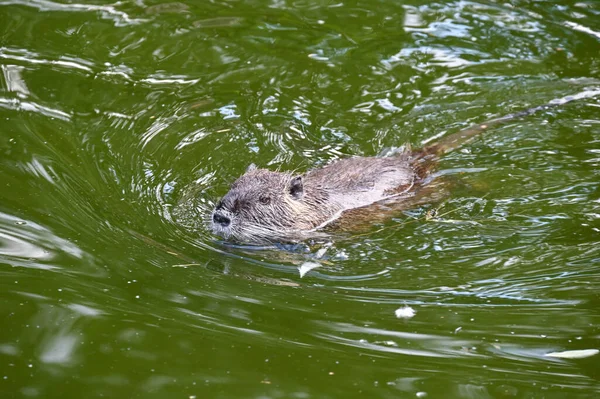 Nutria Zwemt Een Vijver Bij Boerderij — Stockfoto