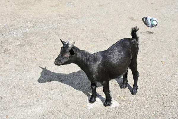 Pequeña Cabra Negra Corre Alrededor Granja —  Fotos de Stock