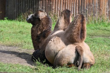 Deve kahvaltıdan sonra çiftlikte dinleniyor. 