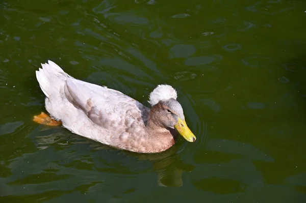Pato Nada Lentamente Lagoa — Fotografia de Stock