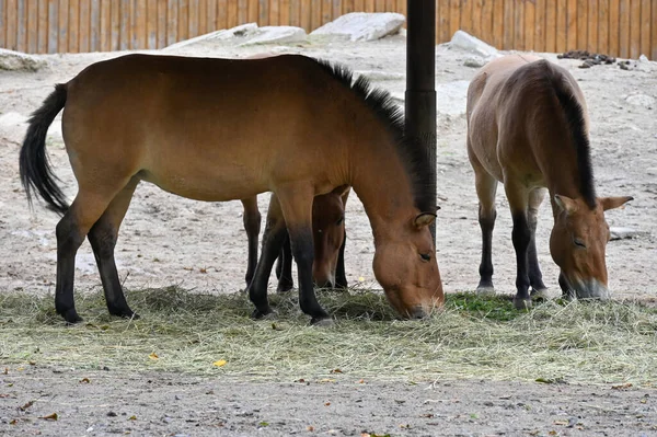 Cavalli Przewalski Mangiano Erba Nella Fattoria — Foto Stock