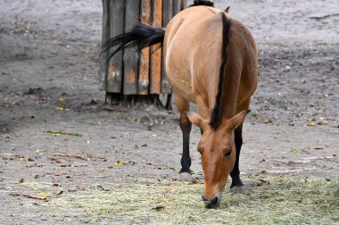 Przewalski 'nin atları çiftlikte ot yiyor. 