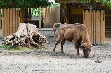 Bizon çiftlikte ot yiyor. 