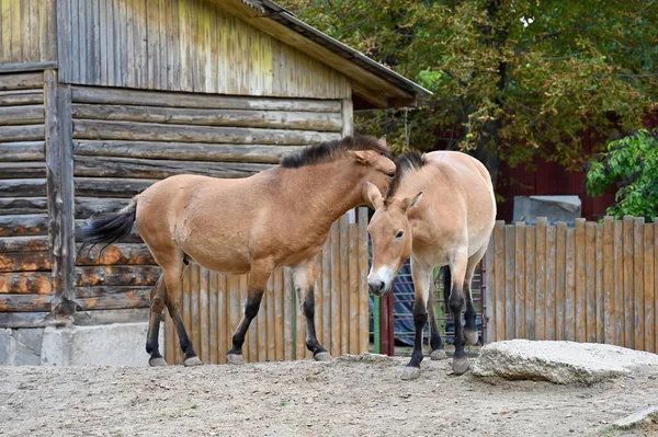 Los Caballos Przewalski Comen Hierba Granja —  Fotos de Stock