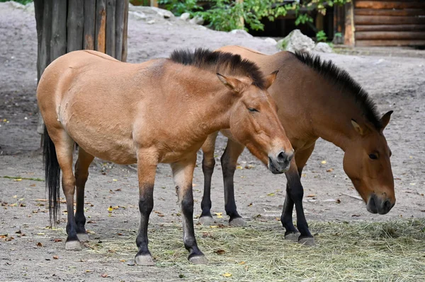 Cavalli Przewalski Mangiano Erba Nella Fattoria — Foto Stock