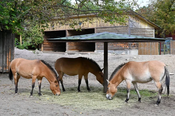 Cavalli Przewalski Mangiano Erba Nella Fattoria — Foto Stock