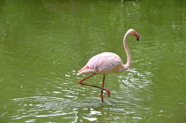 Gölet yakınındaki pembe flamingolar 