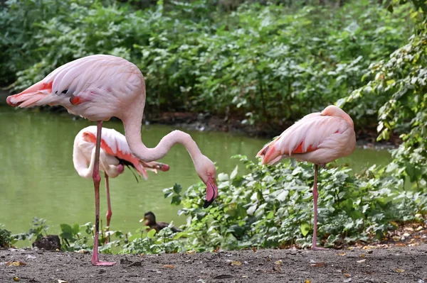 Różowe Flamingi Pobliżu Stawu — Zdjęcie stockowe