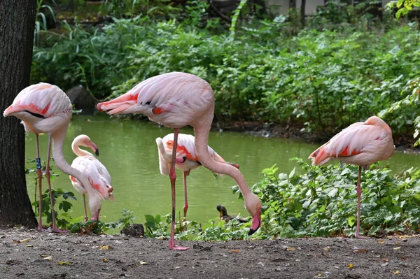 Różowe Flamingi Pobliżu Stawu — Zdjęcie stockowe