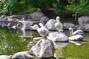 Beyaz pelikanlar göletteki taşların üzerinde otururlar. 