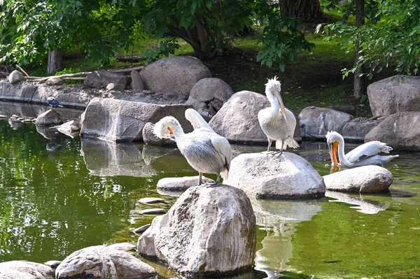 Witte Pelikanen Zitten Stenen Een Vijver — Stockfoto