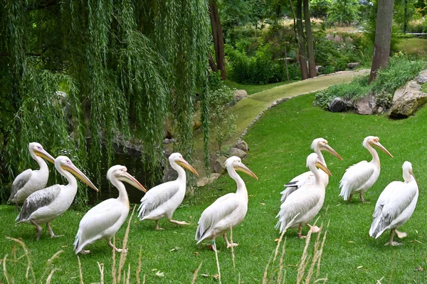 Білі Пелікани Ходять Траві Біля Ставка — стокове фото