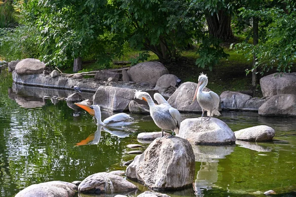 Pelicanos Brancos Sentam Pedras Uma Lagoa — Fotografia de Stock
