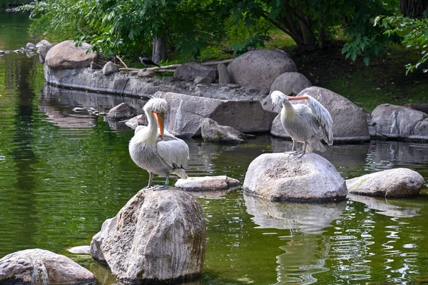 Pelicanos Brancos Sentam Pedras Uma Lagoa — Fotografia de Stock