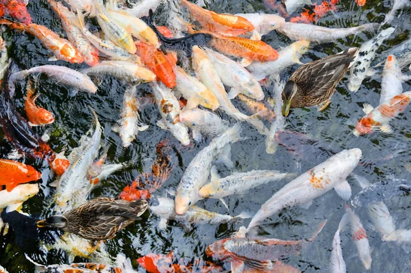 池では赤と白の魚が泳ぐ — ストック写真