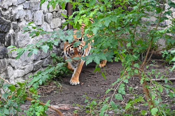 Амурский Тигр Ходит Кустам — стоковое фото