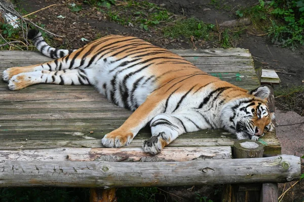 Tygrys Amur Spoczywa Kłodach Jedzeniu — Zdjęcie stockowe