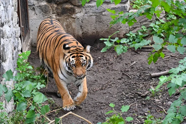 Amur Tiger Spaziert Busch Entlang — Stockfoto