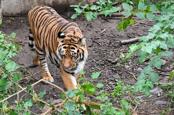 Амурский Тигр Ходит Кустам — стоковое фото