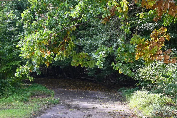 Galho Árvore Paira Sobre Caminho Parque — Fotografia de Stock