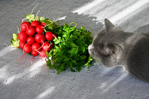 Kedi masadaki sebzeleri kokluyor. 