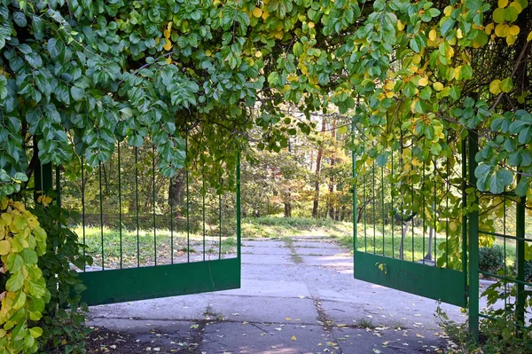 Botanická Zahrada Městě Kyjev — Stock fotografie