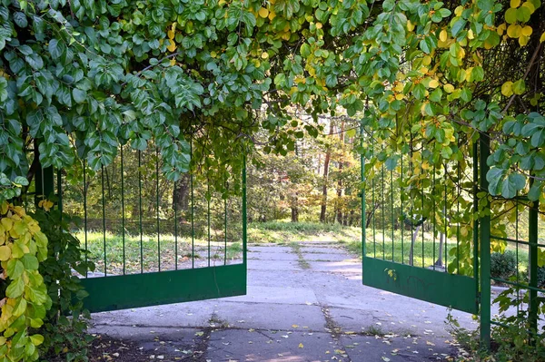 Kyiv şehrinde botanik bahçesi