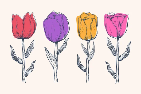 Ręcznie Rysowane Ilustracja Odizolowanego Kwiatu Tulipana — Wektor stockowy