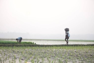 Hindistan Kerala thrissur - 16 Mart 2018: Asyalı çiftçiler sisli bir sabah Kerala 'da bir çeltik tarlasına pirinç ekip çalışma sahasında eğleniyorlar, çiftçiler sıkı çalışıyorlar