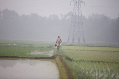 Hindistan Kerala thrissur - 16 Mart 2018: Asyalı çiftçiler sisli bir sabah Kerala 'da bir çeltik tarlasına pirinç ekip çalışma sahasında eğleniyorlar, çiftçiler sıkı çalışıyorlar